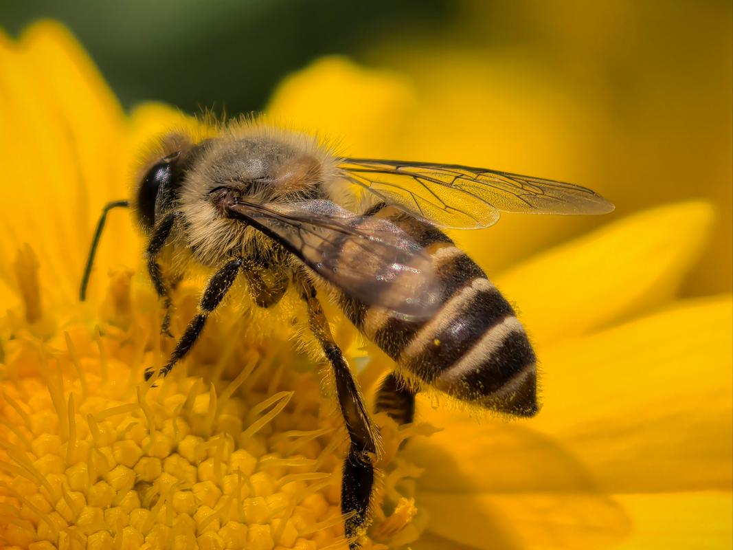 梦见很好的蜜蜂糖是什么意思(梦见蜜蜂窝里的蜜糖) 梦见很好的蜜蜂糖是什么意思(梦见蜜蜂窝里的蜜糖)