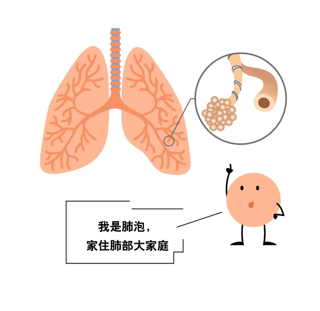 「名医」我是你的肺泡