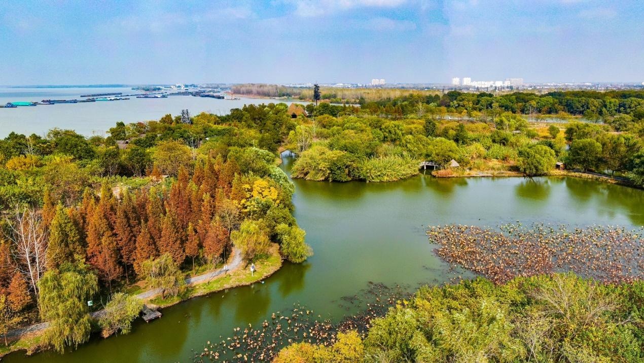 美丽江苏·每日一景丨扬州凤凰岛国家湿地公园:满目苍翠 冬天里一片