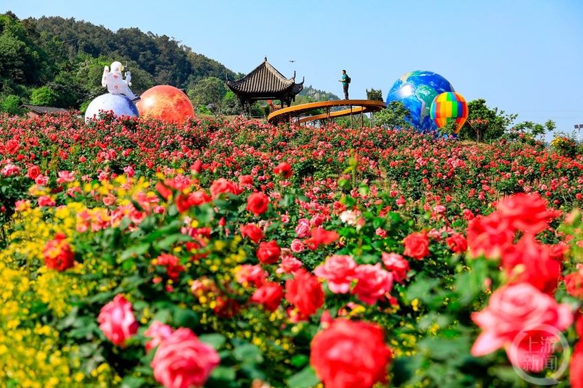 花乡玫瑰景区图片图片