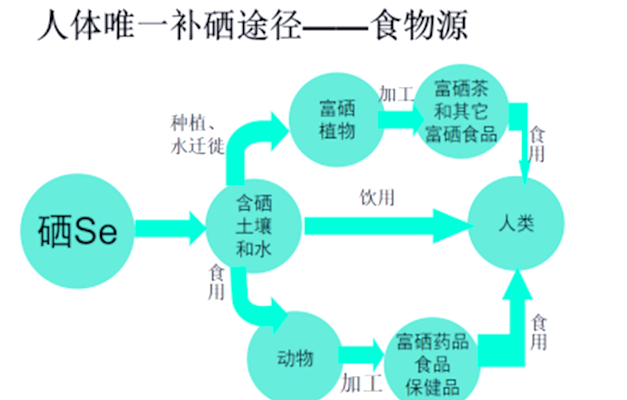 植物吸收与转化硒的影响因素及机制解析