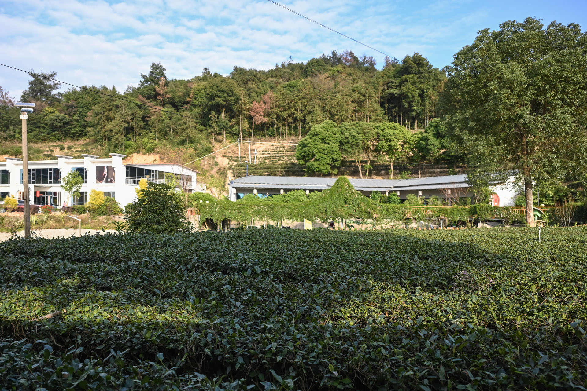 安溪云岭茶庄园简介图片