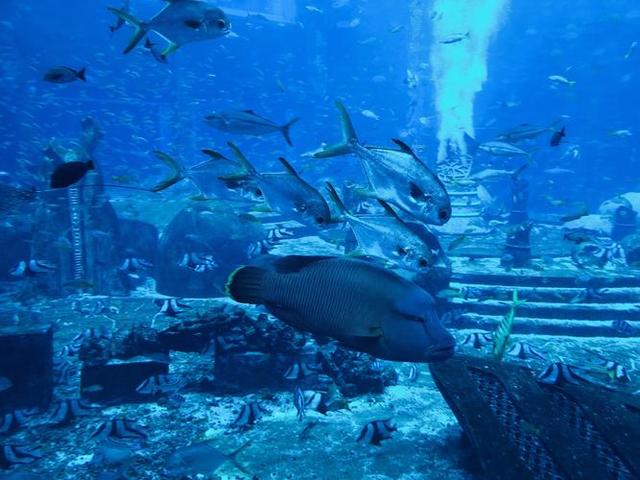 亚特兰蒂斯未解之谜:很有可能就被埋葬在了大西洋海底