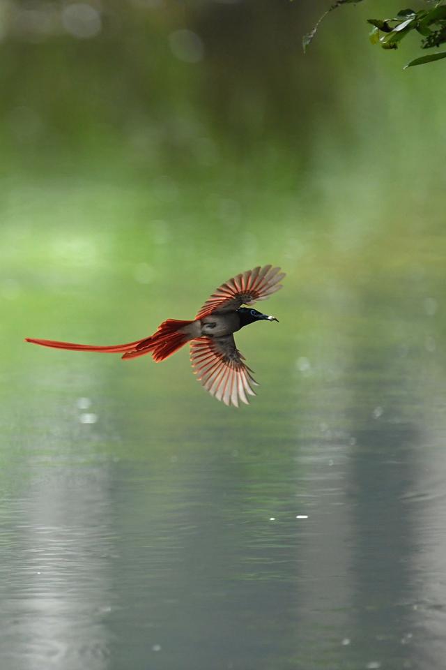 红安惊现飘逸的红寿带鸟