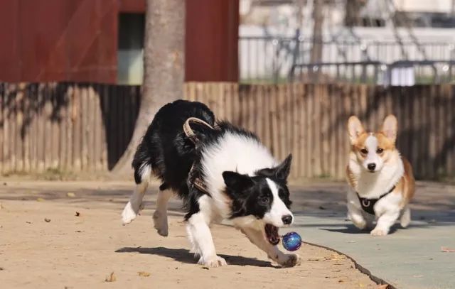 没时间遛"汪星人",找人代遛狗靠谱吗?