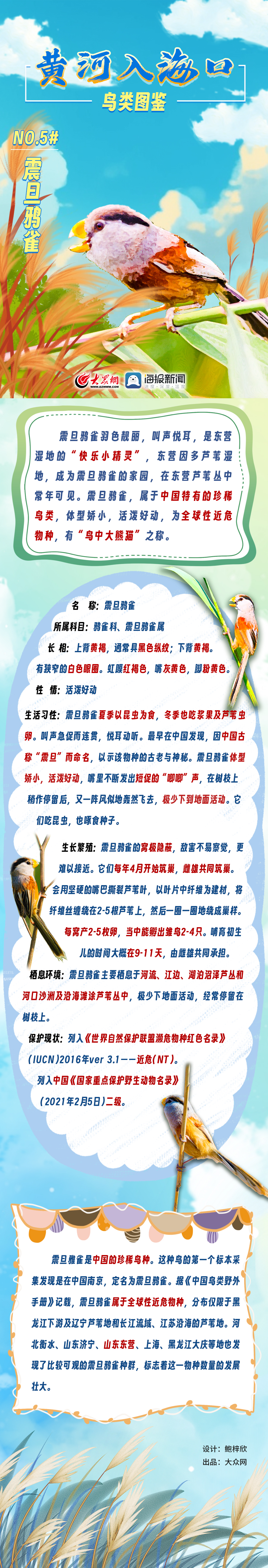 黄河入海口鸟类图鉴⑤|震旦鸦雀