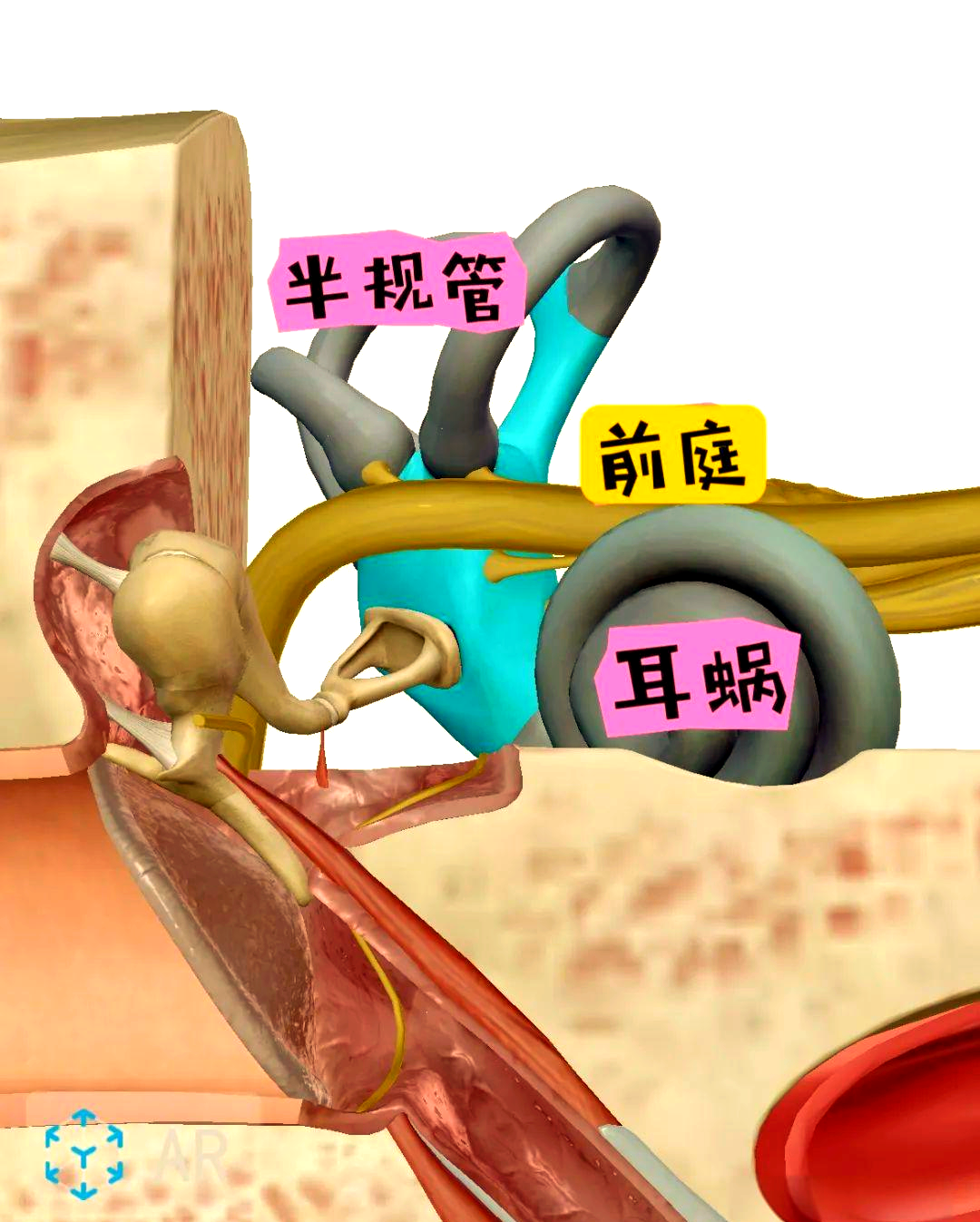 内耳解剖及影像的详细探索