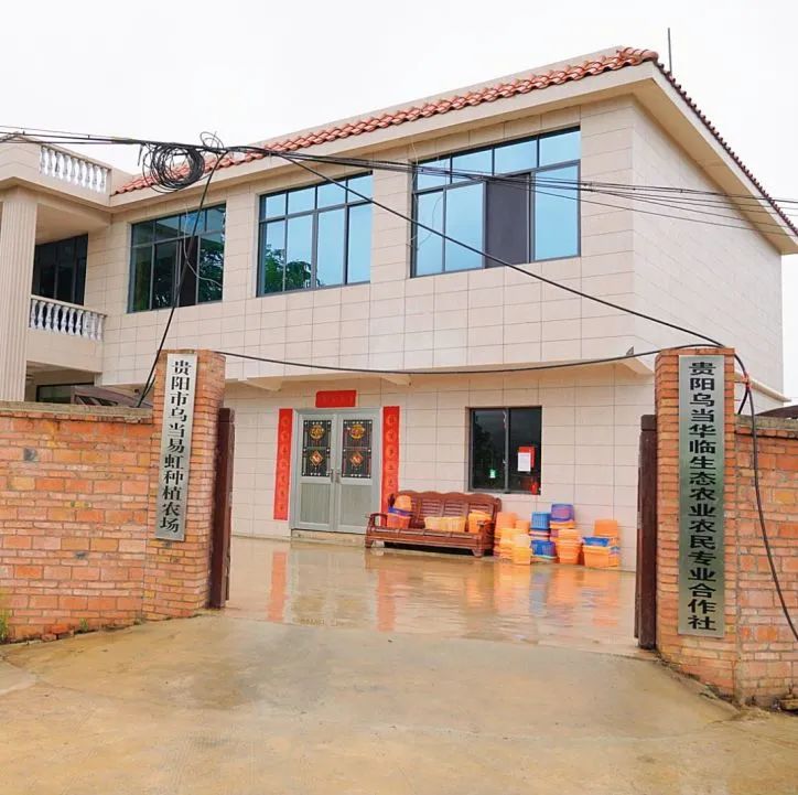 青脆李,猕猴桃,葡萄,梨……乌当区下坝镇百亩桃园等你来!