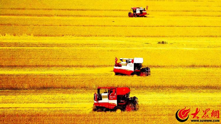 山东省乡村振兴突出贡献奖先进个人——马建海