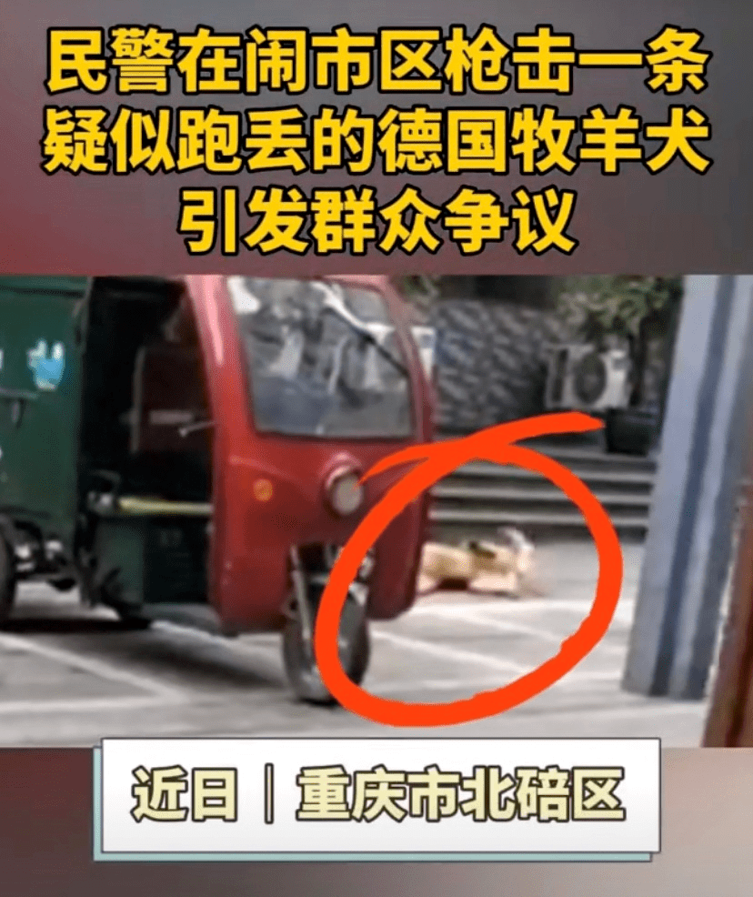 重庆未拴绳犬在闹市被八枪枪毙,你有什么看法?