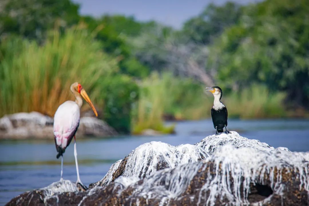 打工人的解药,观鸟到底在看什么?