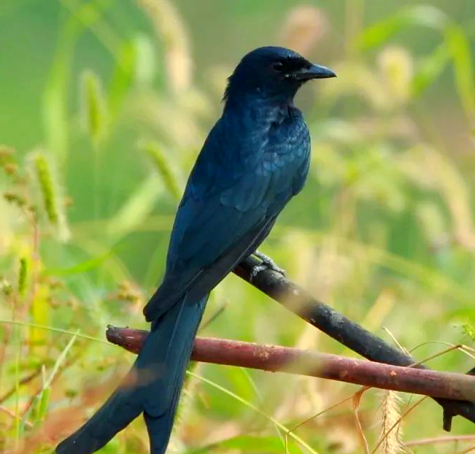 黑卷尾:特征,分布与保护现状全景
