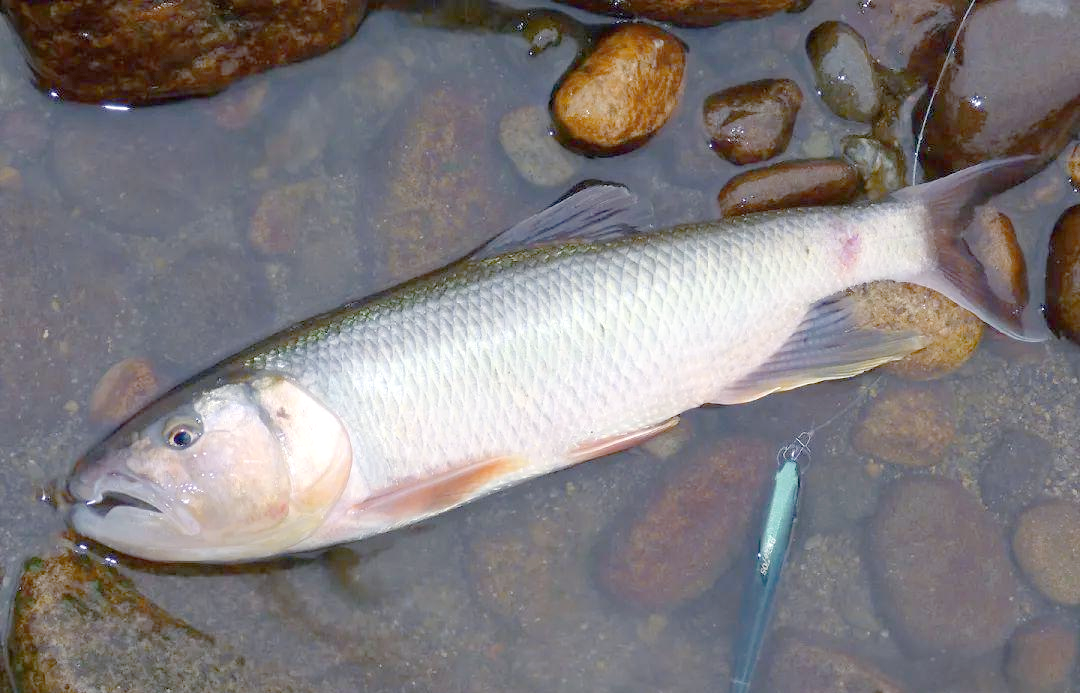 国内十大难吃的淡水鱼,你中招了吗