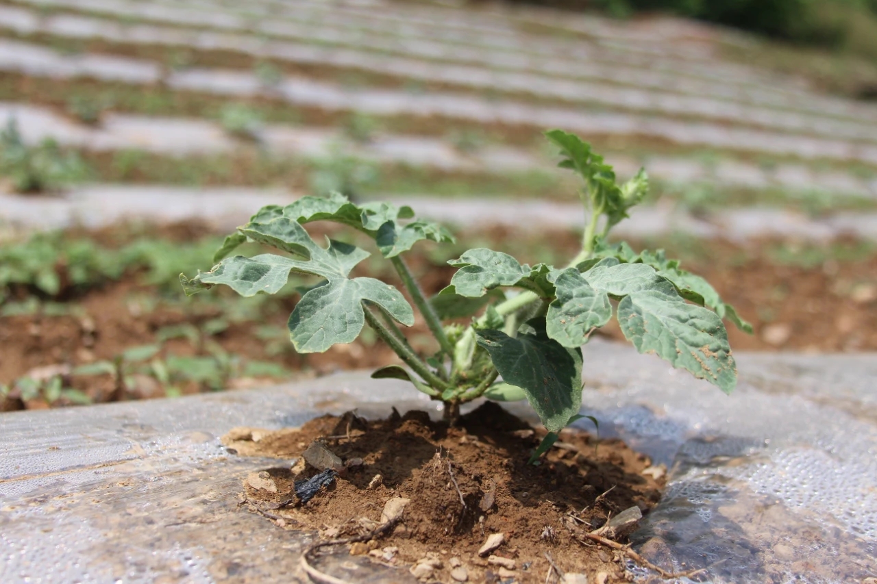 "甜蜜"产业促增收!开阳县永温镇西瓜幼苗移栽忙