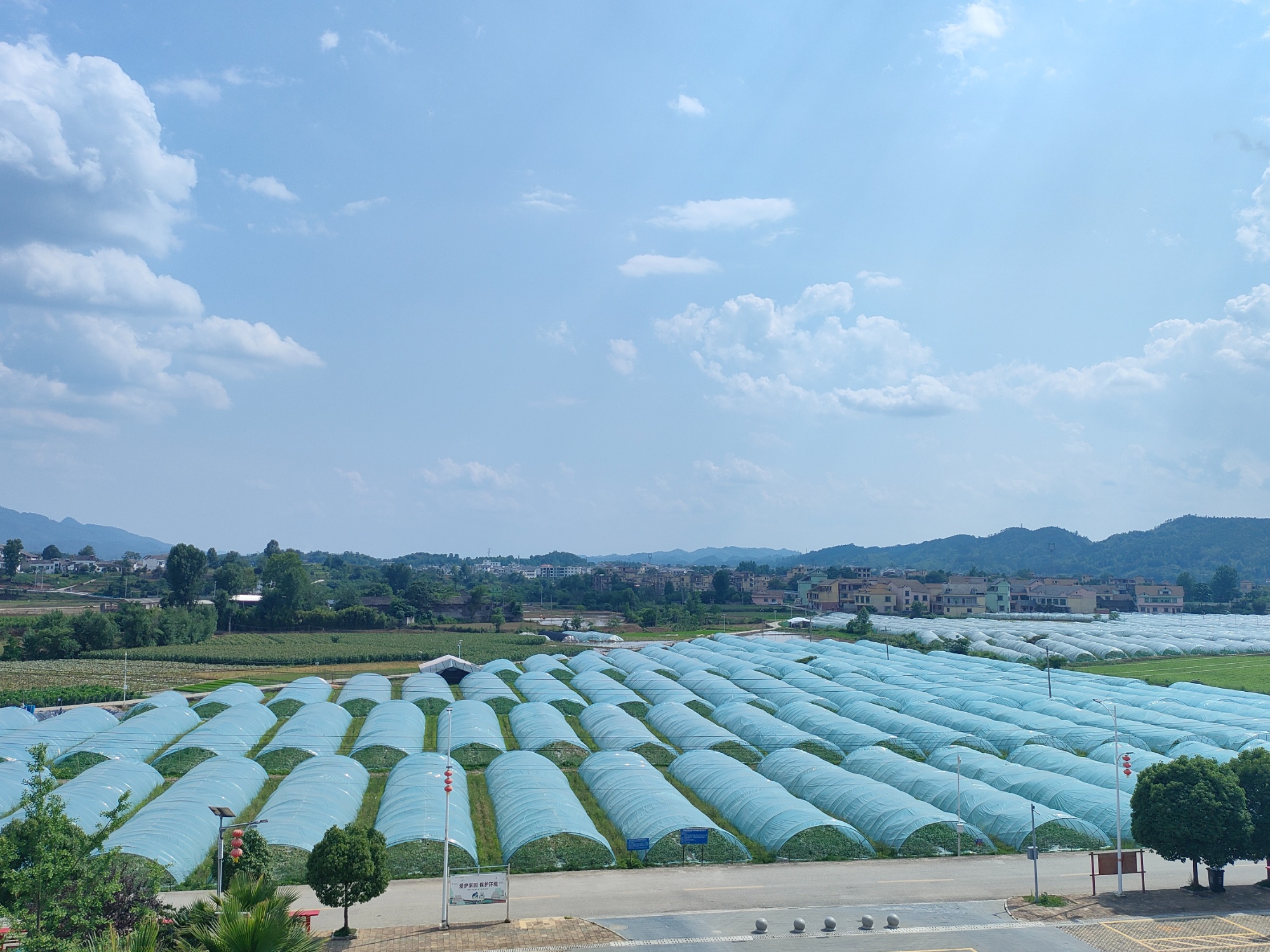 贵州惠水 200亩大棚西瓜抢鲜上市