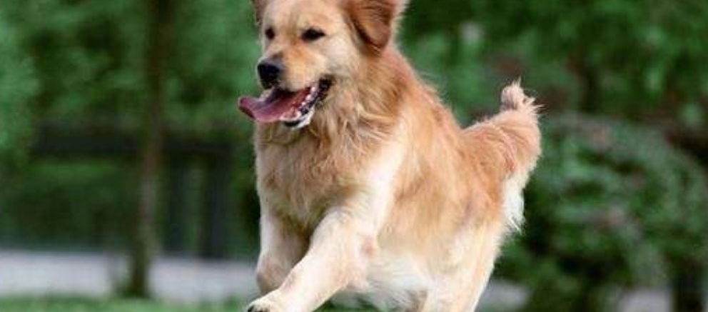 孝狗和旺狗的区别