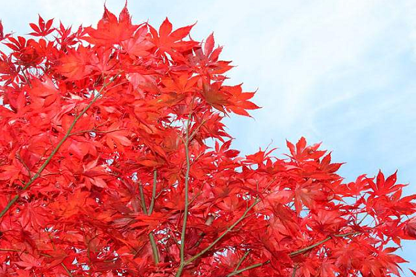 秋天花草树木的变化
