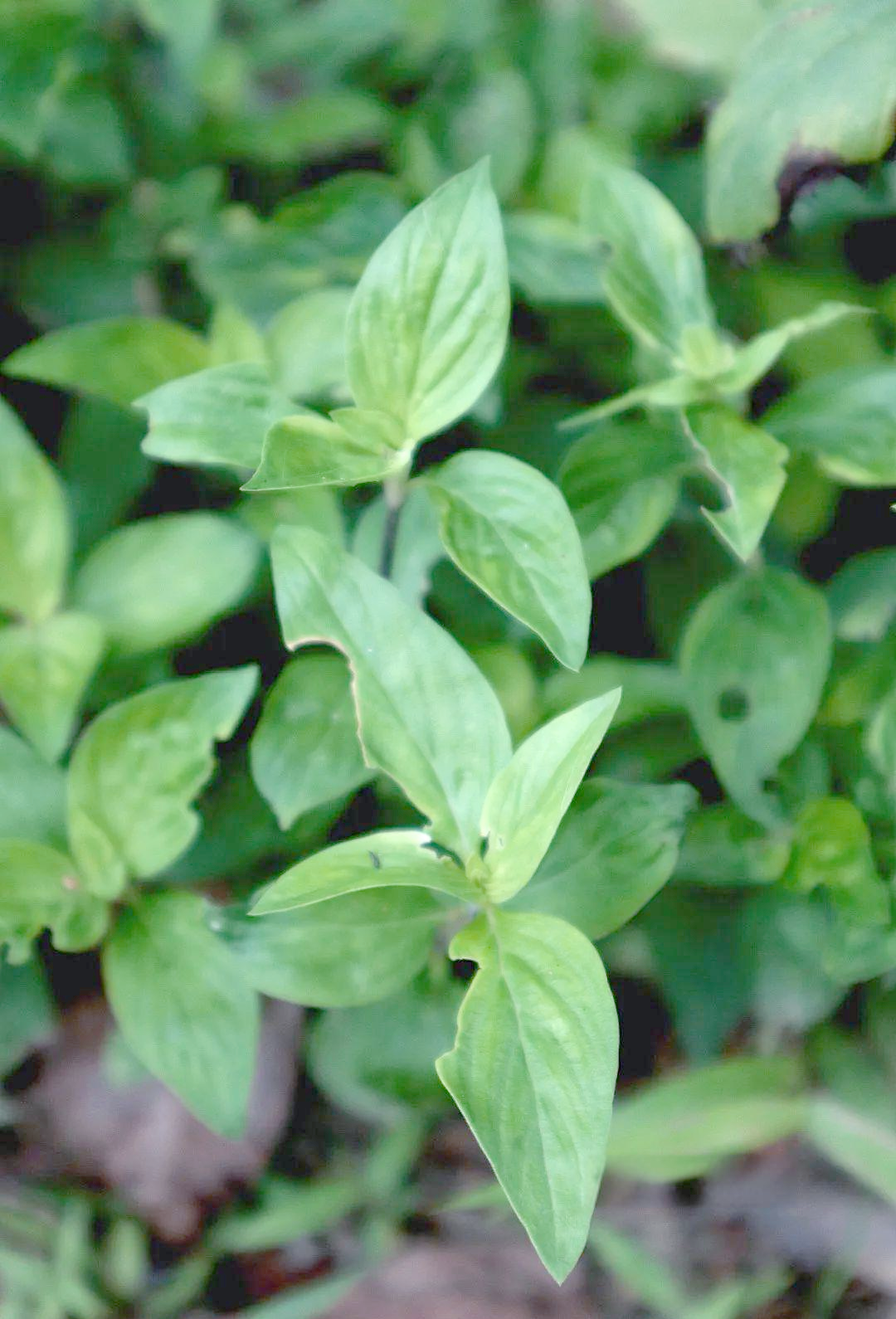 牛白藤:一种兼具药用与民间工艺的常见植物