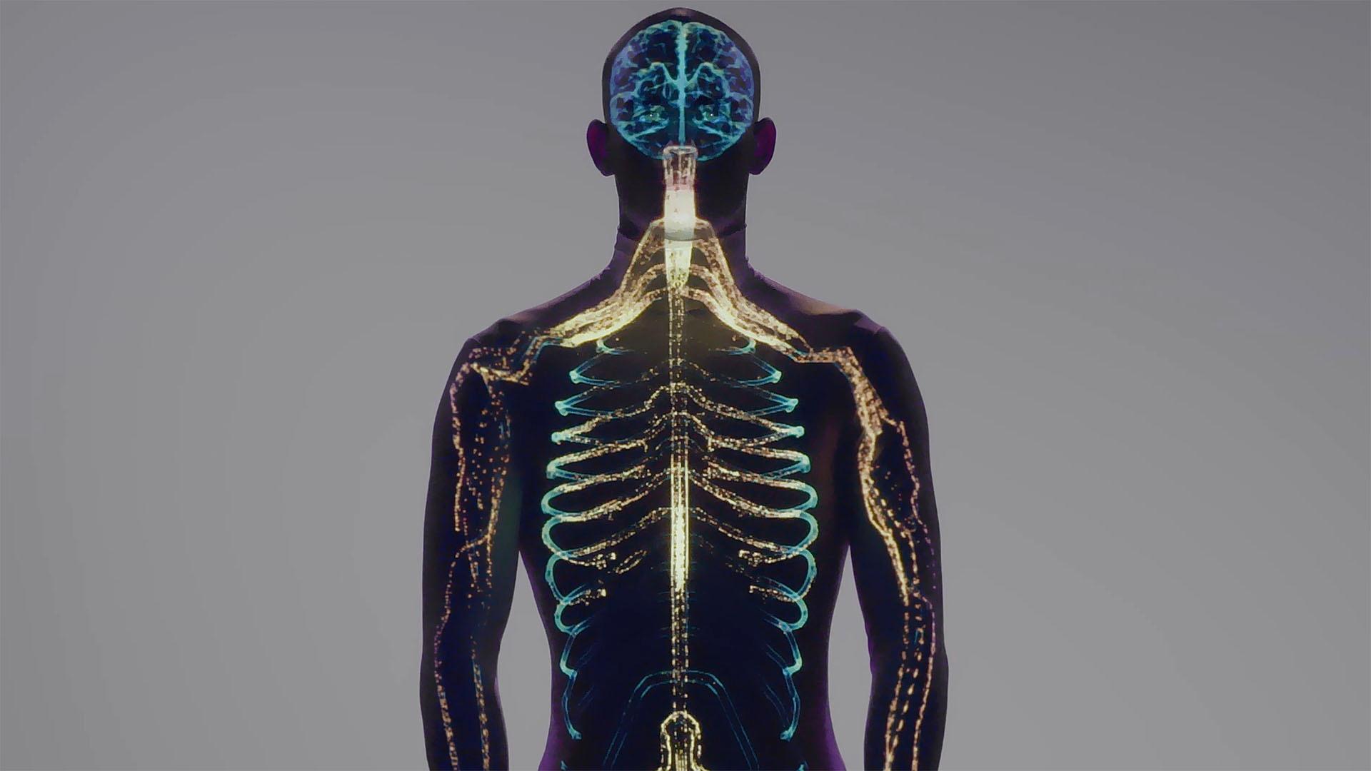 我们的身体对称性怎么产生的?《自然》新研究:源于表面张力