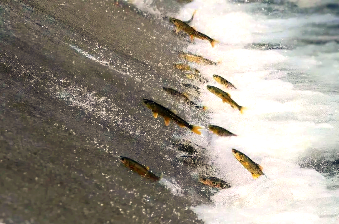 三峡大坝如何解决洄游鱼类的生存问题?