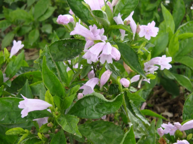 青黛是什么植物?