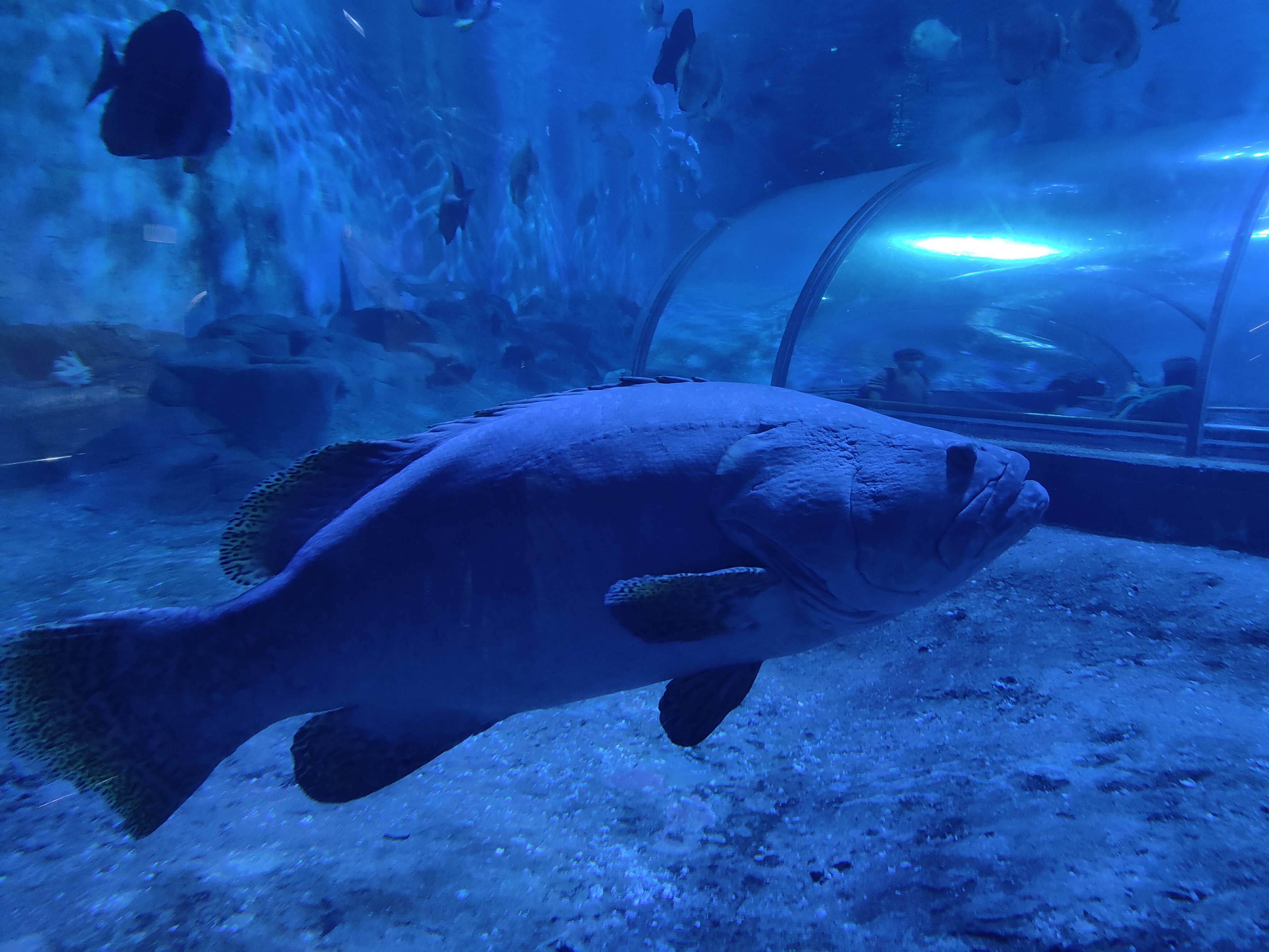 厦门鼓浪屿海底世界二