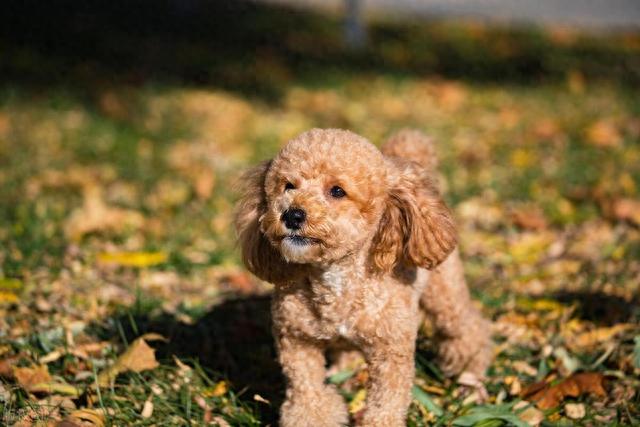 泰迪犬:溫順可愛的流行寵物品種