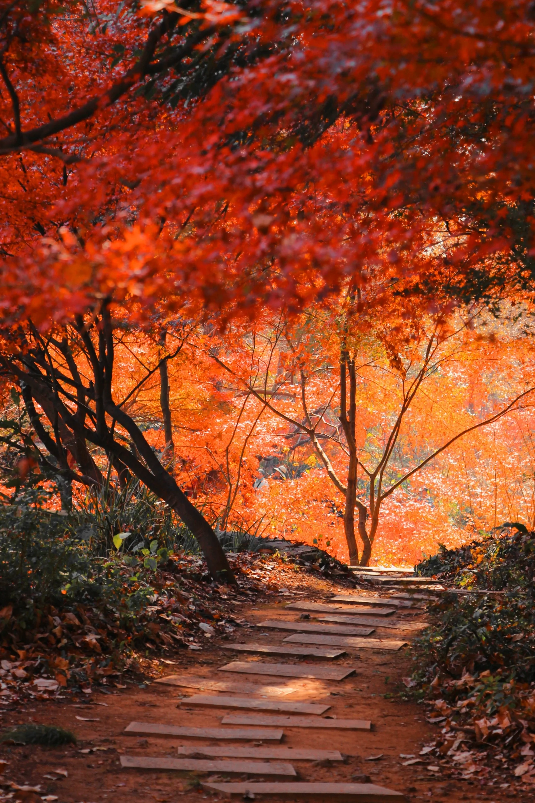 栖霞山照片图片