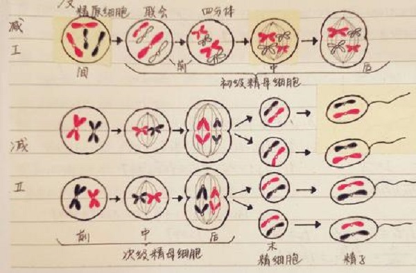 卵细胞减数过程图手绘图片