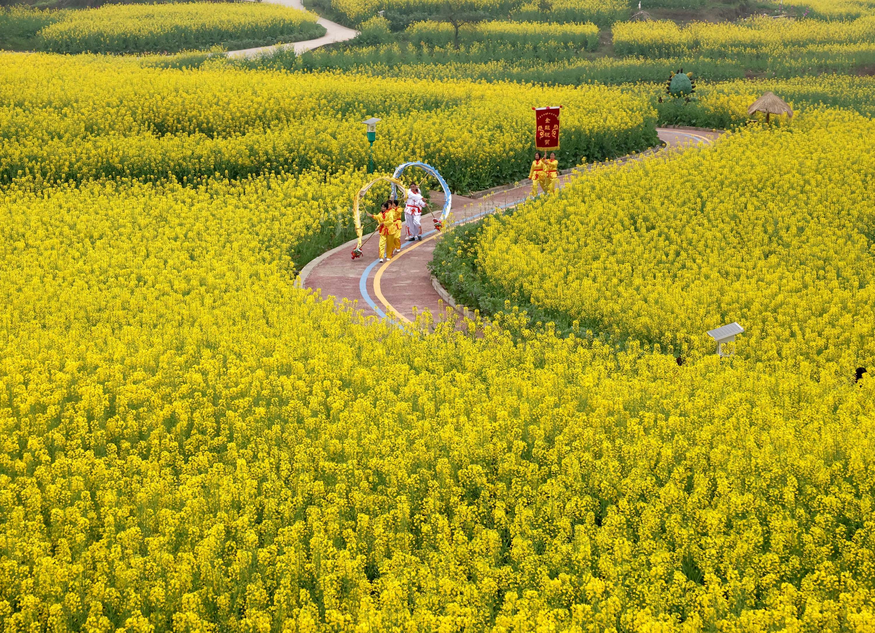 泸州弥陀油菜花景点图片