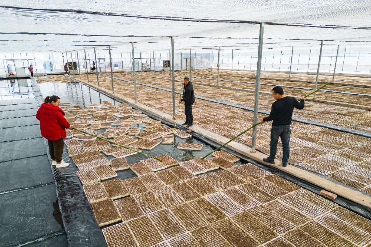 万州区白土镇:漂浮式育苗助力烟菜轮作基地建设