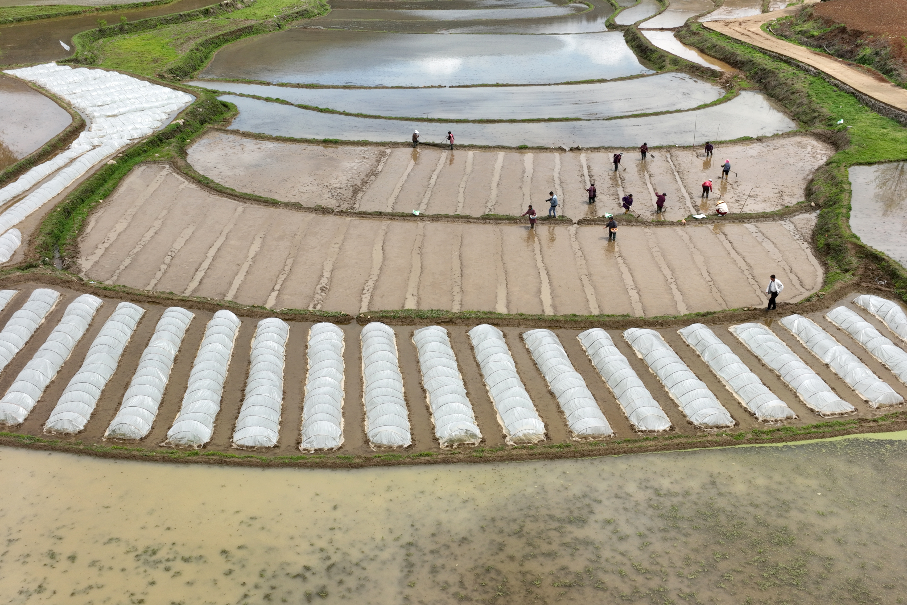 岑巩县水尾镇:杂交水稻制种生产忙