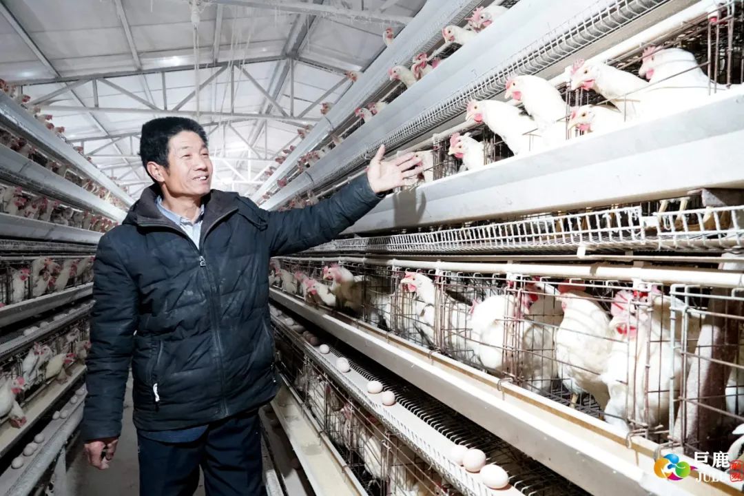 巨鹿这个养鸡大王有6万只鸡