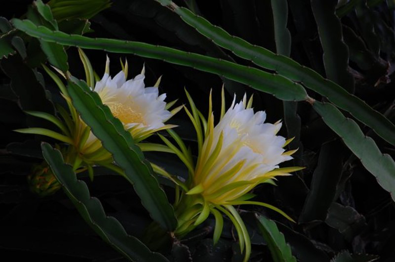 剑花(图源网络)能看又能吃的剑花风味独特,常常被无汤不欢的广东人