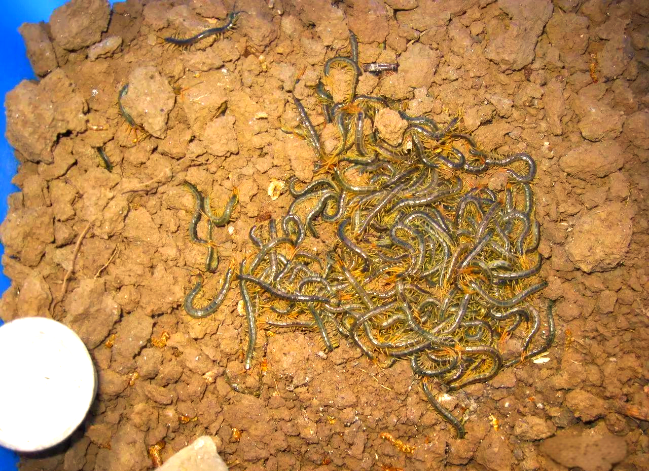 蜈蚣:多足生物中的佼佼者