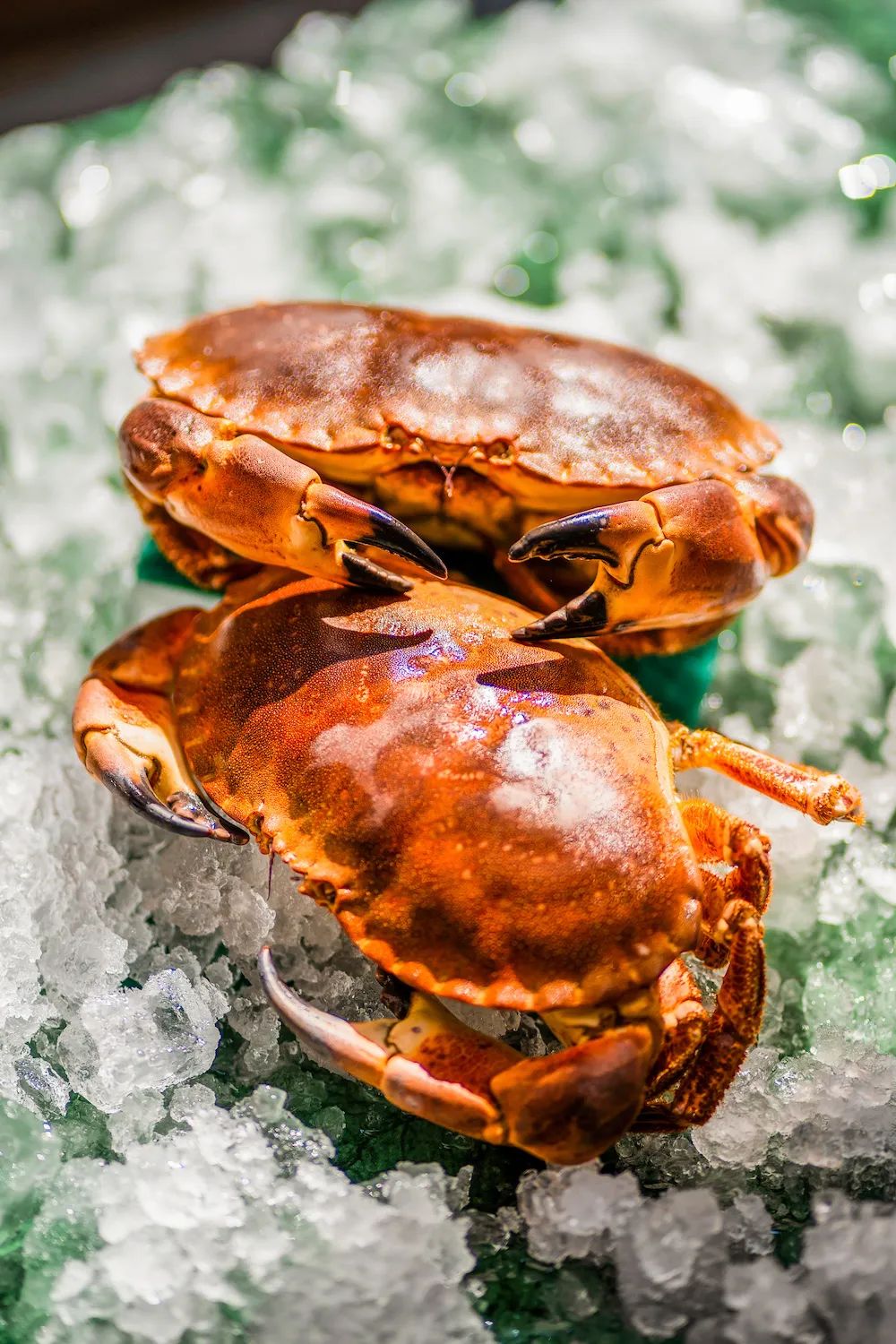 3座城市,6位主厨,12道珍馐,打造色香味俱全的爱尔兰海鲜盛宴