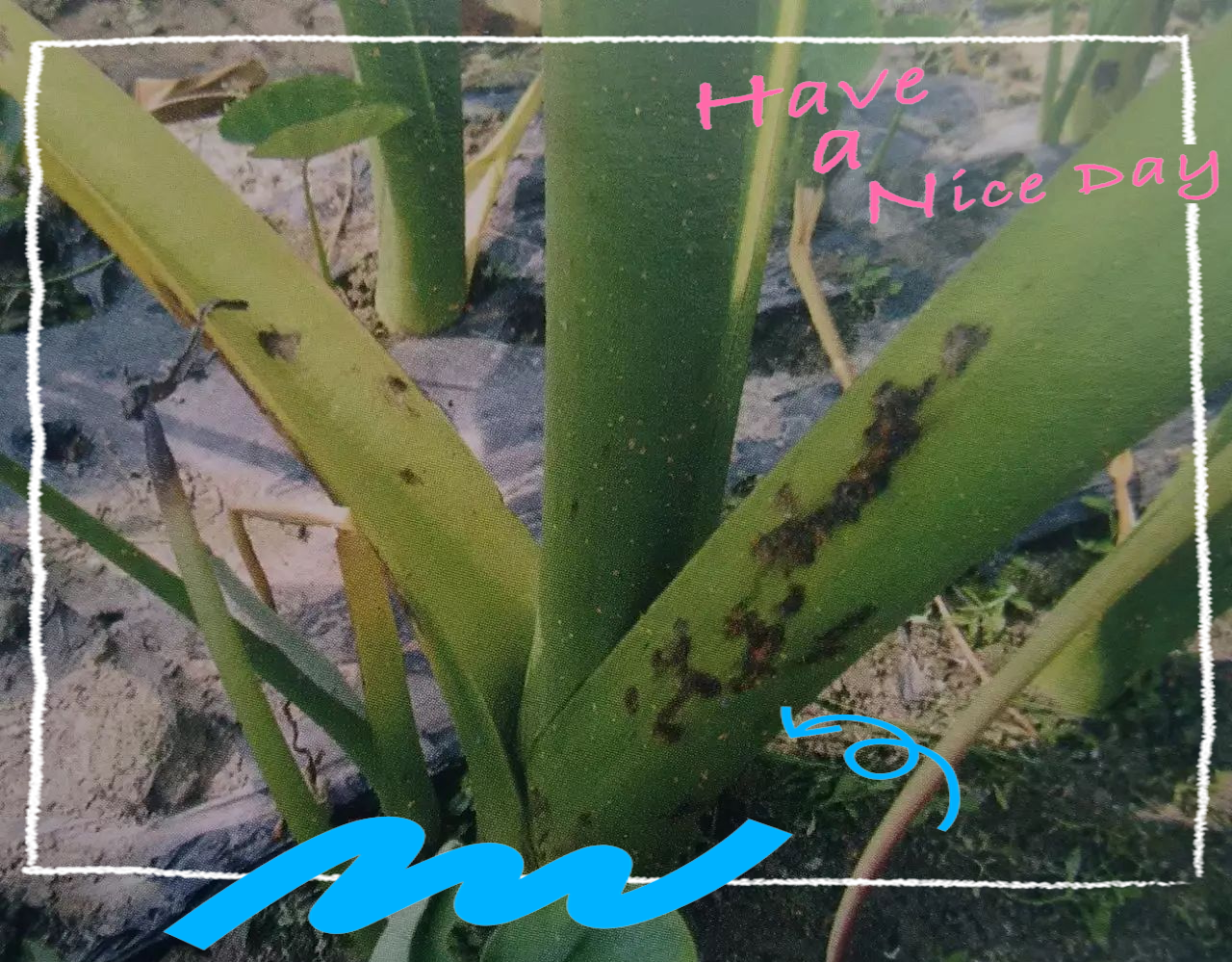 芋头疫病全面防治策略,保障芋头产量和质量