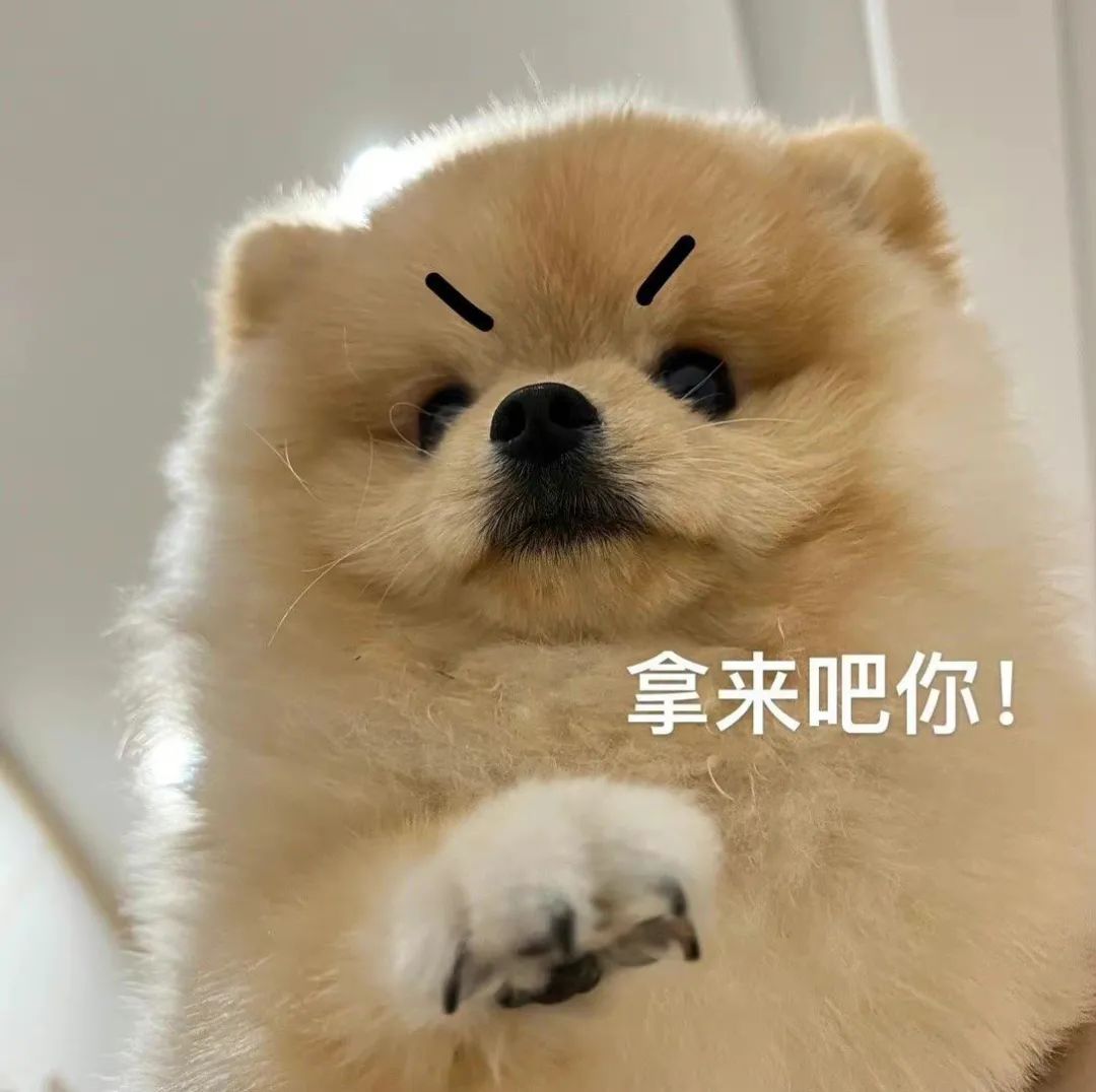 狗子表情|小狗勾表情包