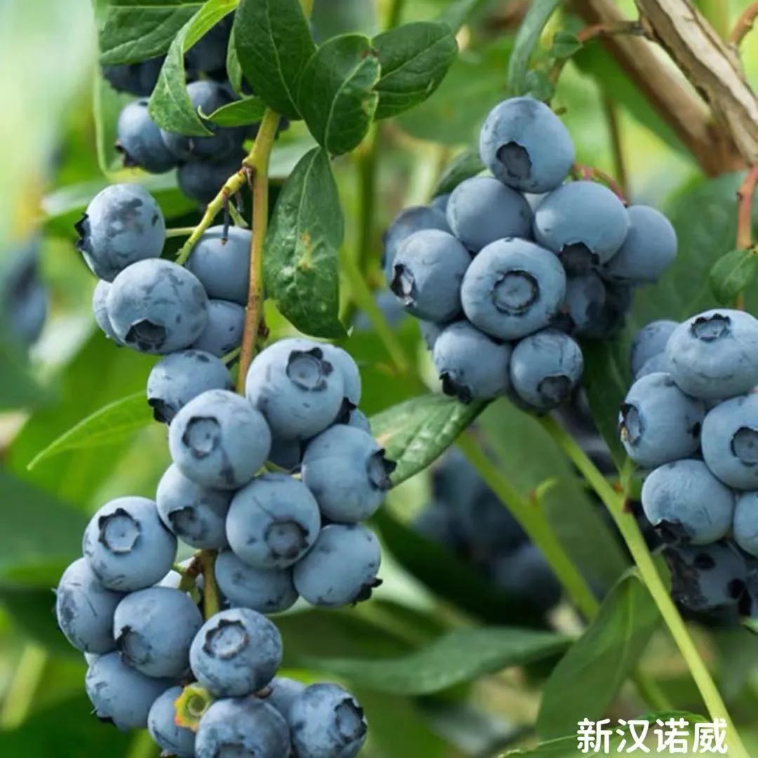 家庭盆栽果树之王蓝莓,南北方都可种