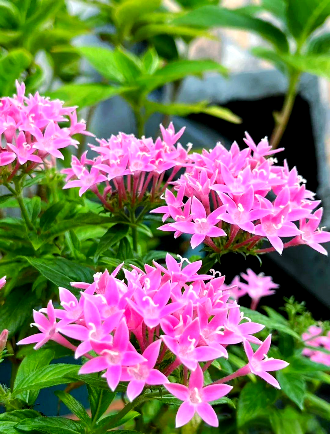 多款耐高温,耐晒的花卉,适合在夏日绽放,你心仪哪一款?