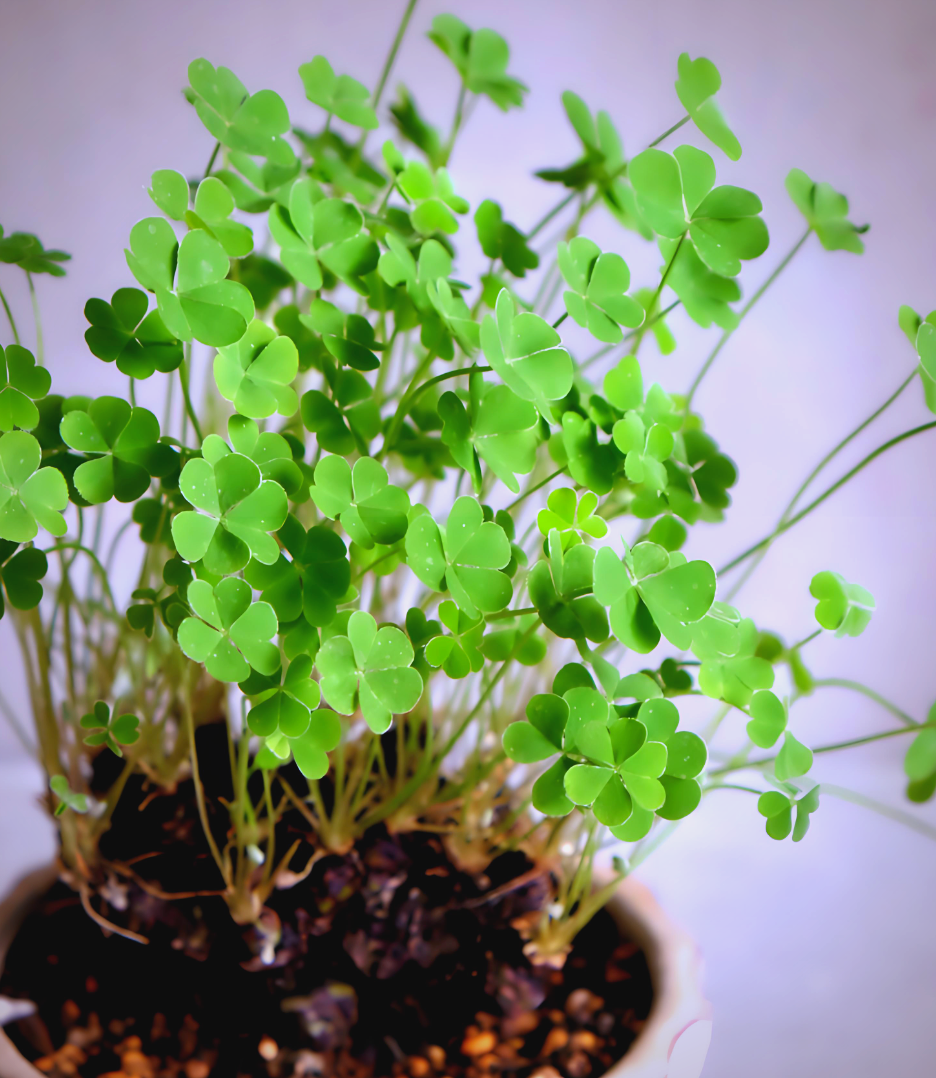 三叶草种植指南:从选土到防虫,打造绿意盎然的花园