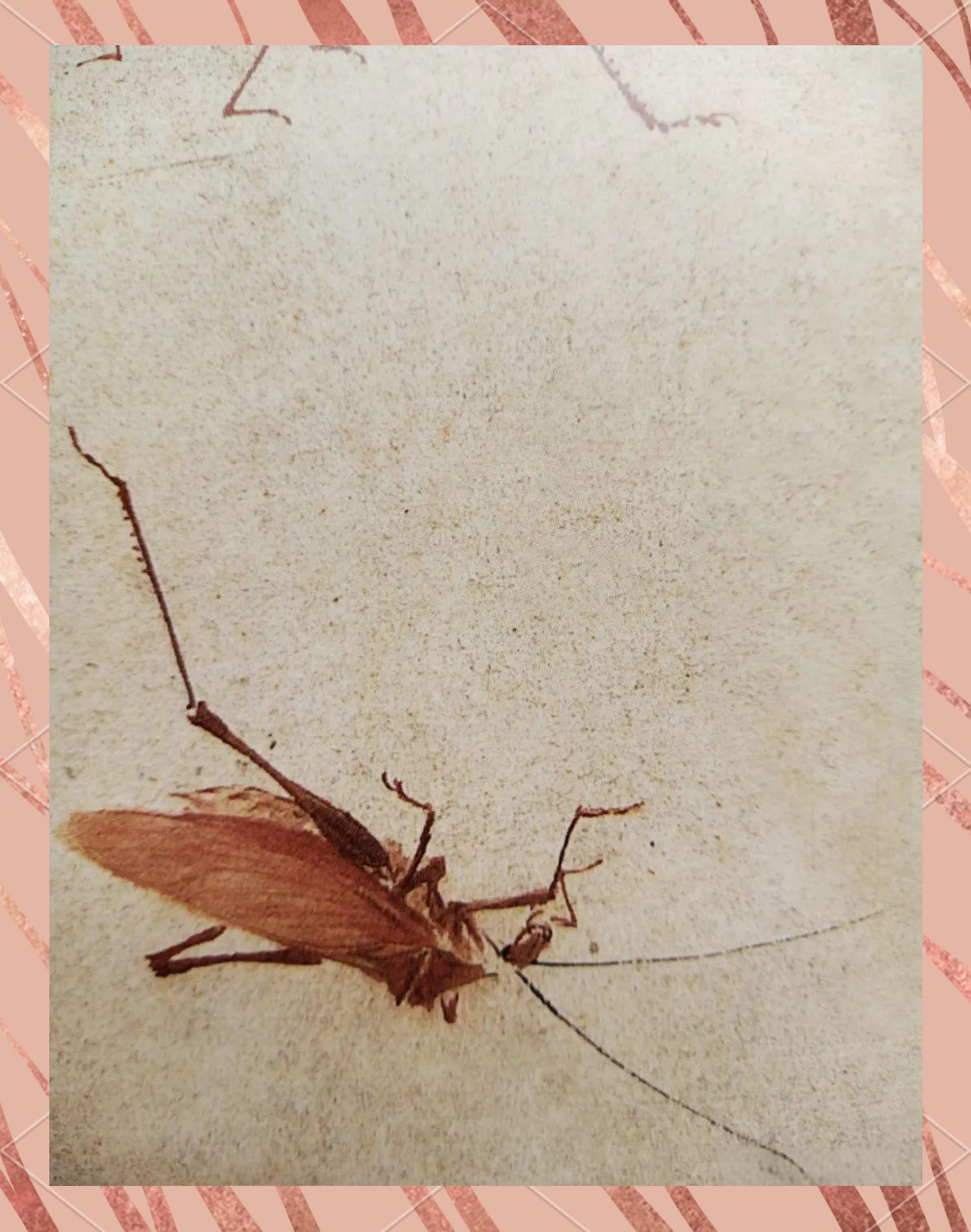 王雪涛笔下的纺织娘:艺术与自然的完美结合