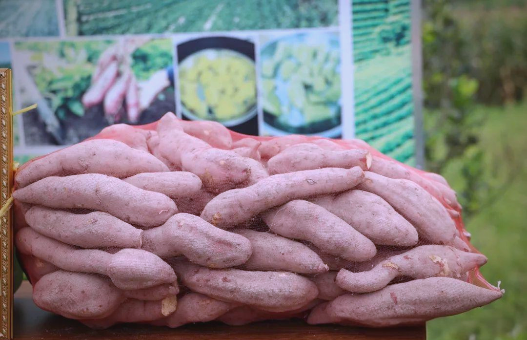 高州荷花镇:深化农业供给侧改革,书写"土特产"文章