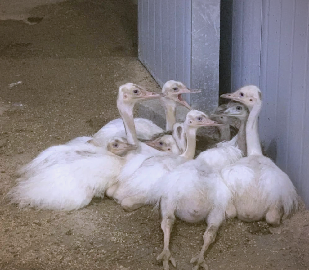 众多美洲鸵鸟宝宝破壳而出,成长之路引关注