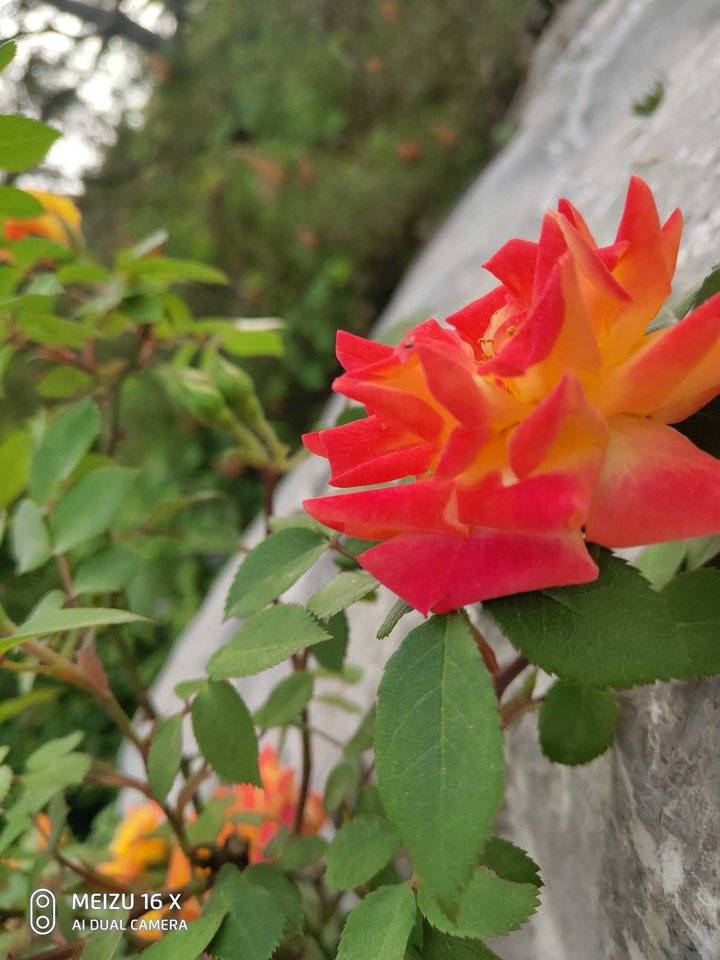 娇艳欲滴的彩色月季花