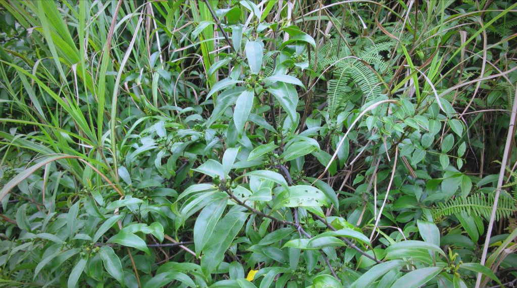 羊角藤:果实奇特,具有补肾止血功效,值得关注与了解