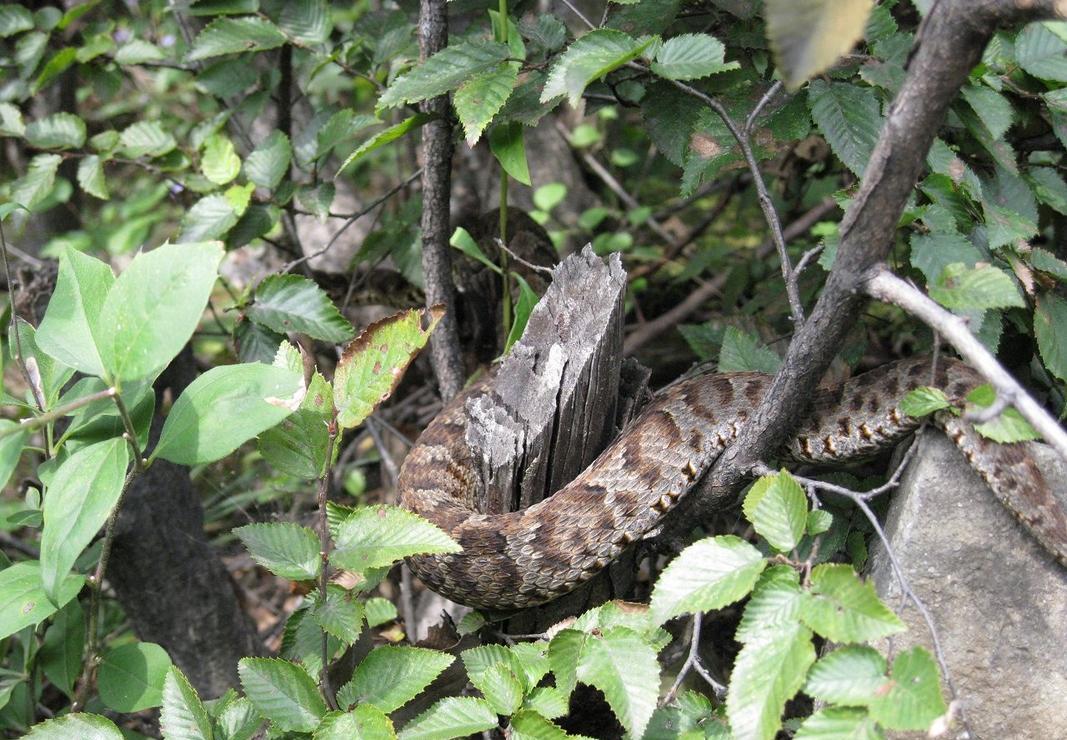 2000年长白山为何遍地毒蛇?20000条蛇路边盘踞,蛇出现与人有关