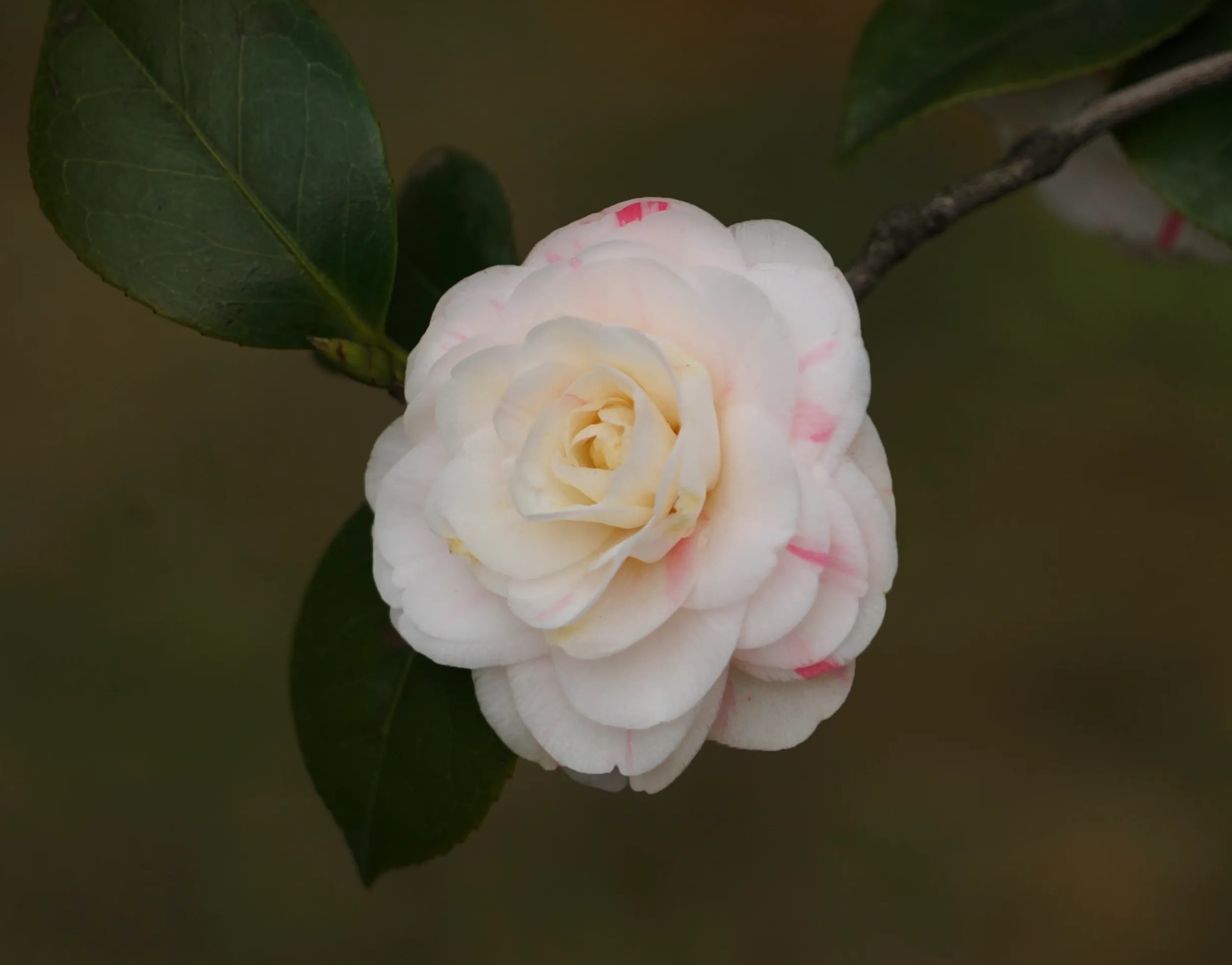 说说重庆市一些区,县的区树区花,县树县花