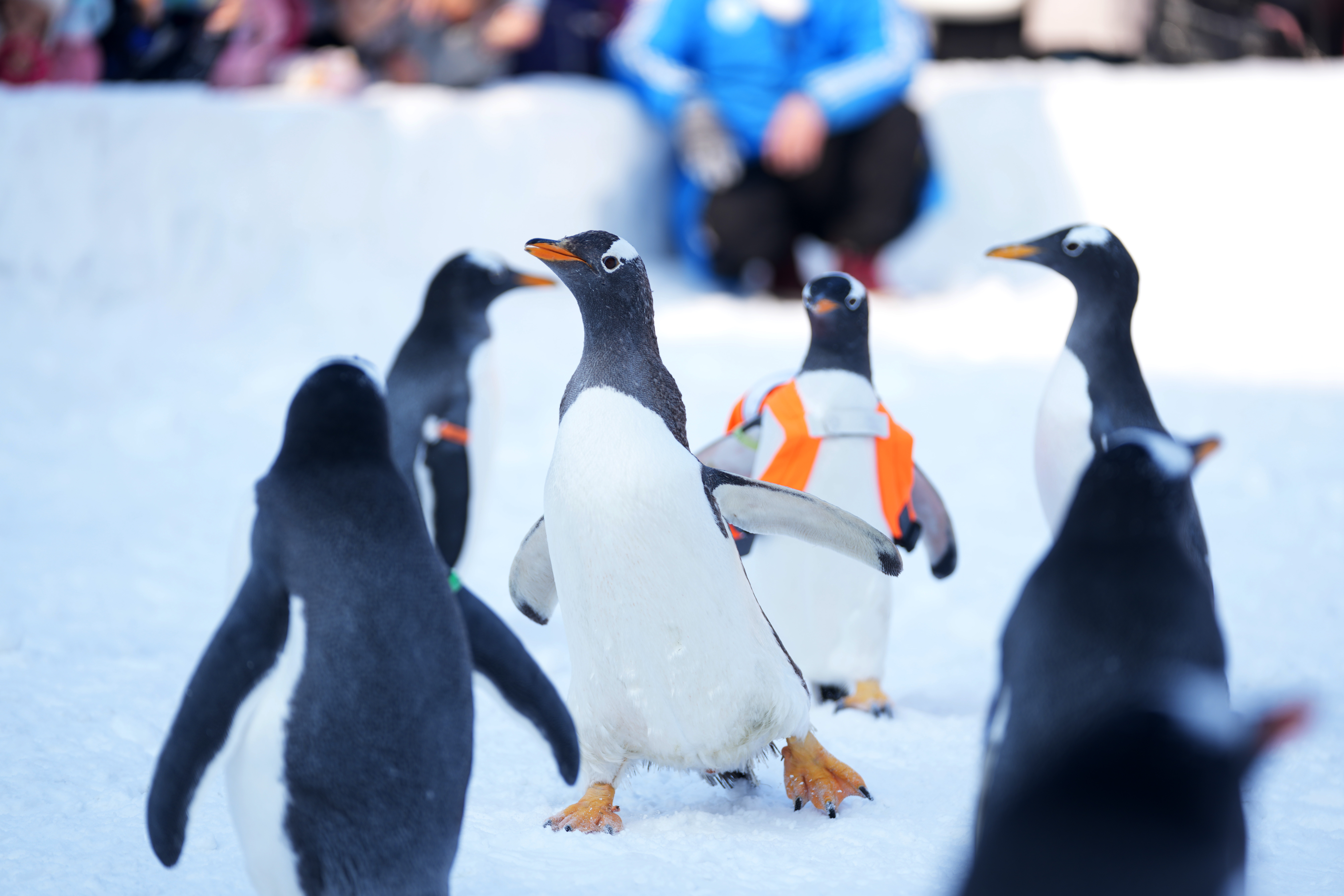 哈尔滨:企鹅"巡游"引客来