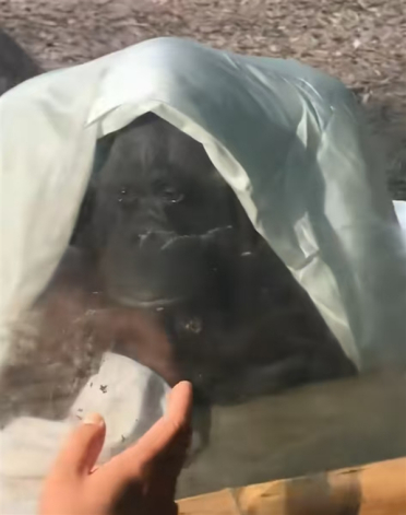 猩猩多次当众落泪惹争议 网友纷纷质疑：动物园为何要存在